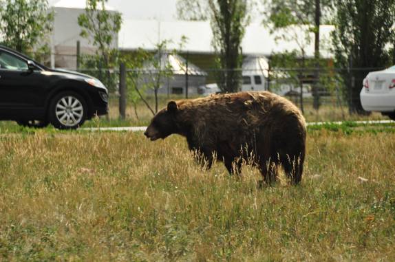 Urso observa carros que passam no Bear Park, em Rapid City, região das Black Hills, em South Dakota, nos Estados Unidos